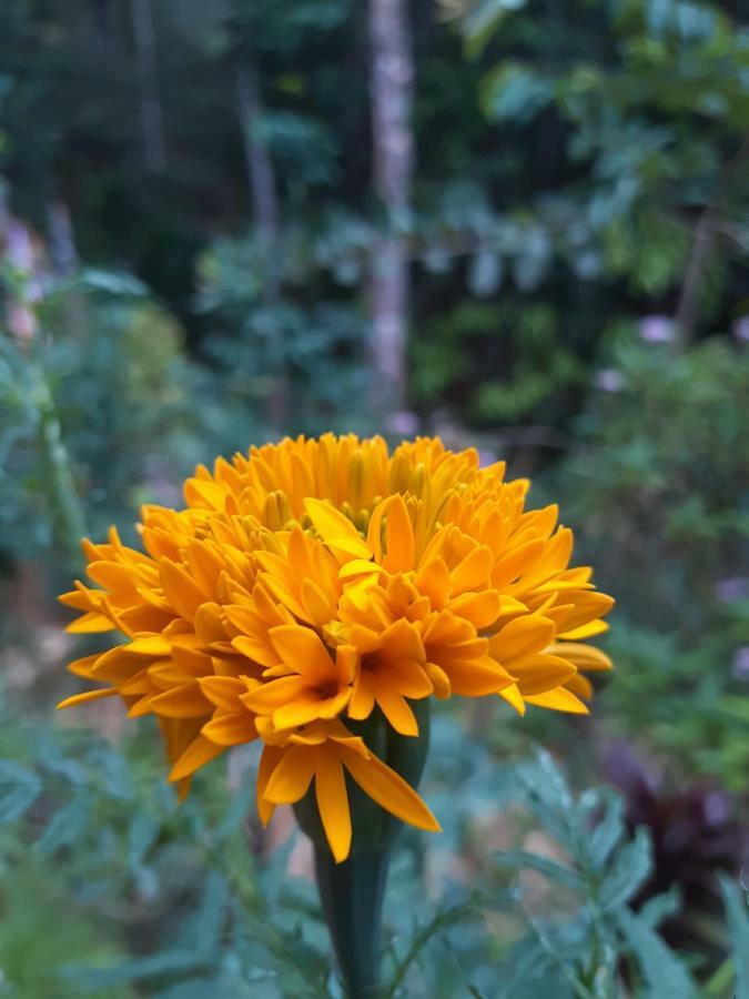 Secret Nest Homestay 엘라 외부 사진