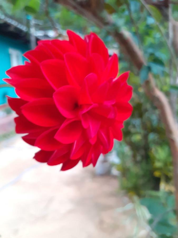 Secret Nest Homestay 엘라 외부 사진
