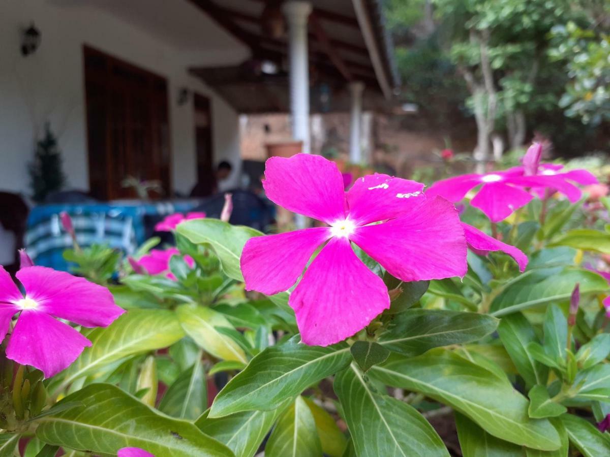 Secret Nest Homestay 엘라 외부 사진